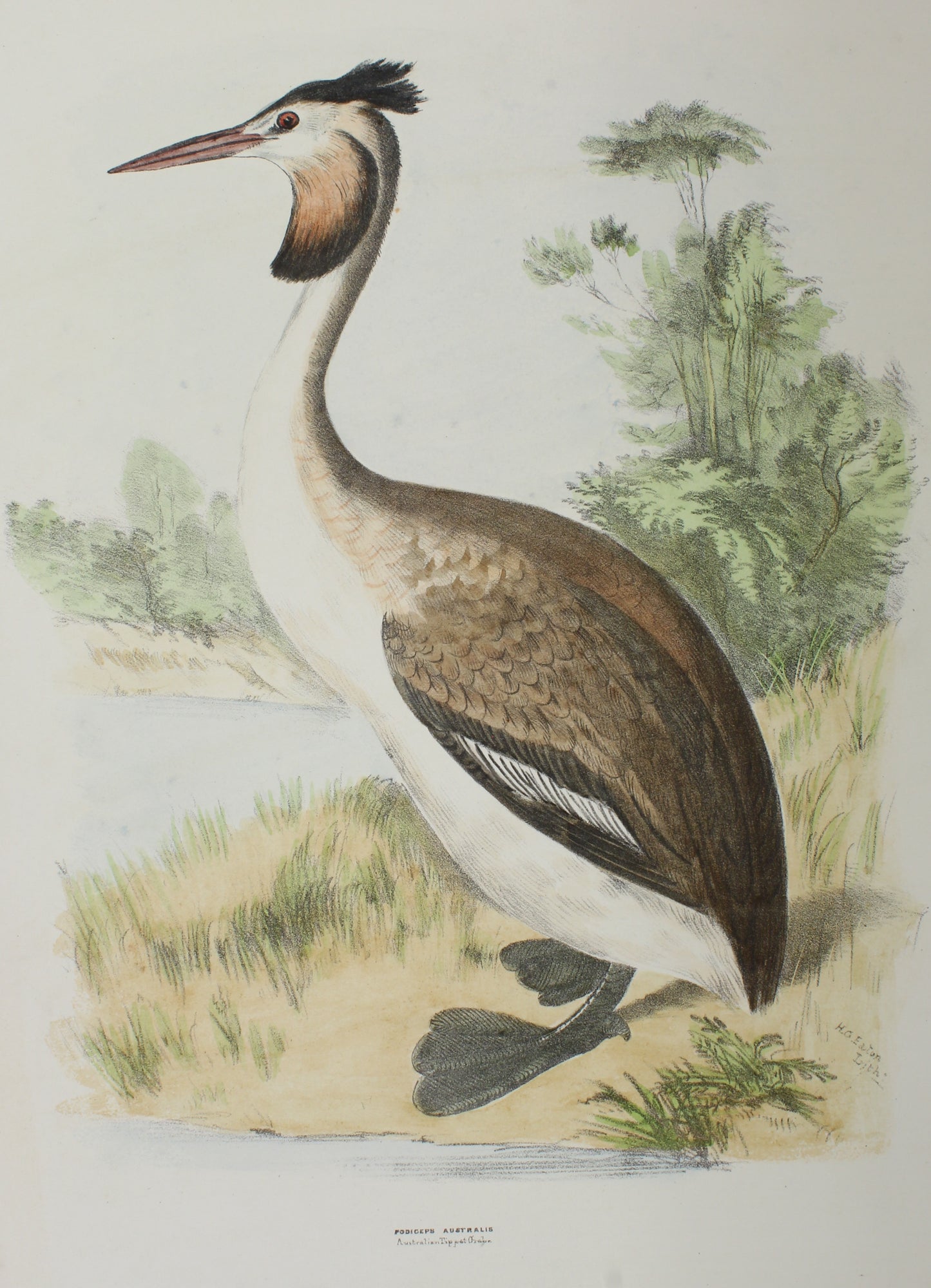 Bird, Diggles, Silvester, Podiceps, Austalis, 1866 - 1870