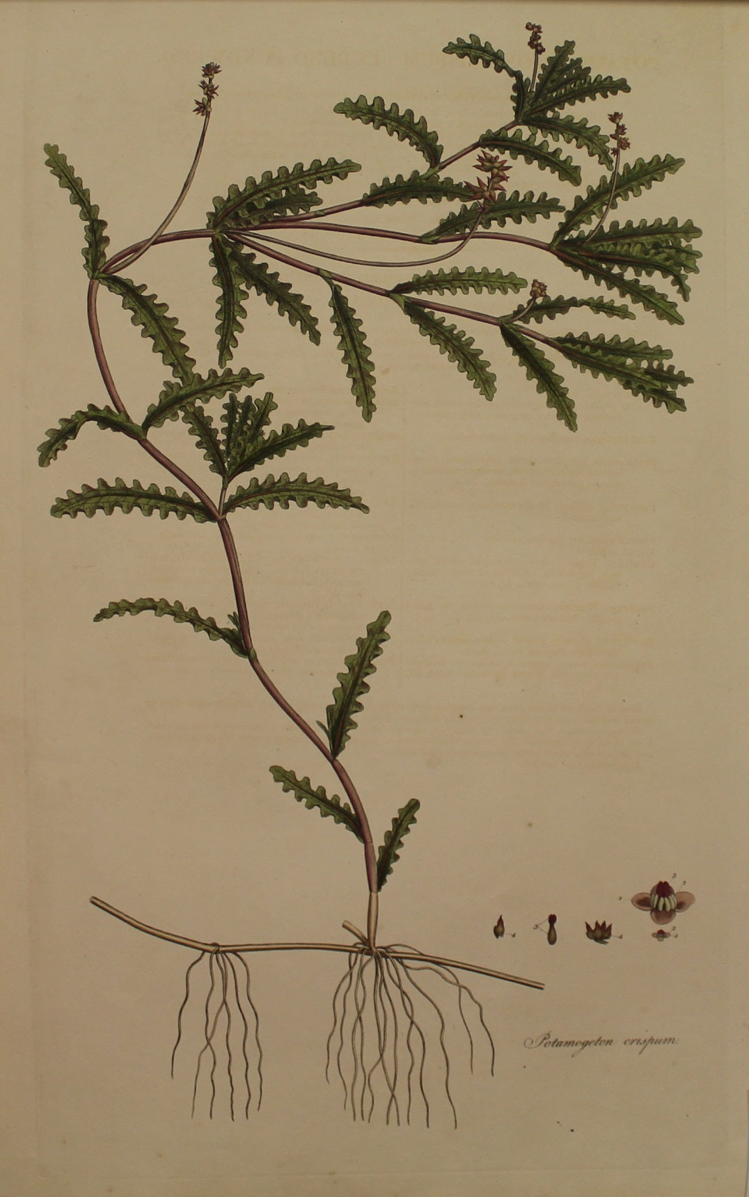 Botanical, Curtis William, Potamogenton Crispum, Curled Pondweed, Flora Londinensis, c1817