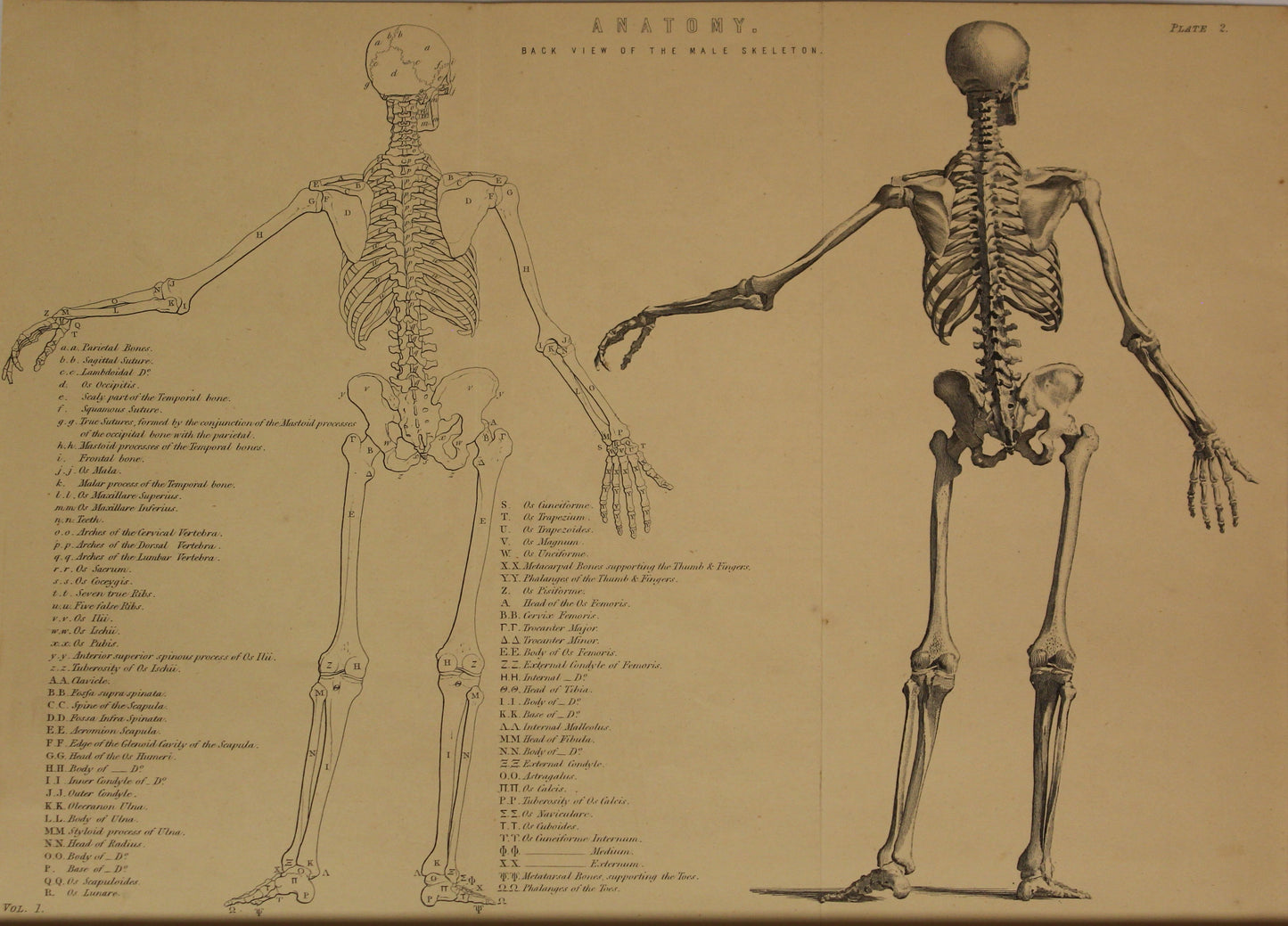 Professions, Anatomy, Back View of a Male Skeleton, Plate 2, Europe Illustrated, c1842,