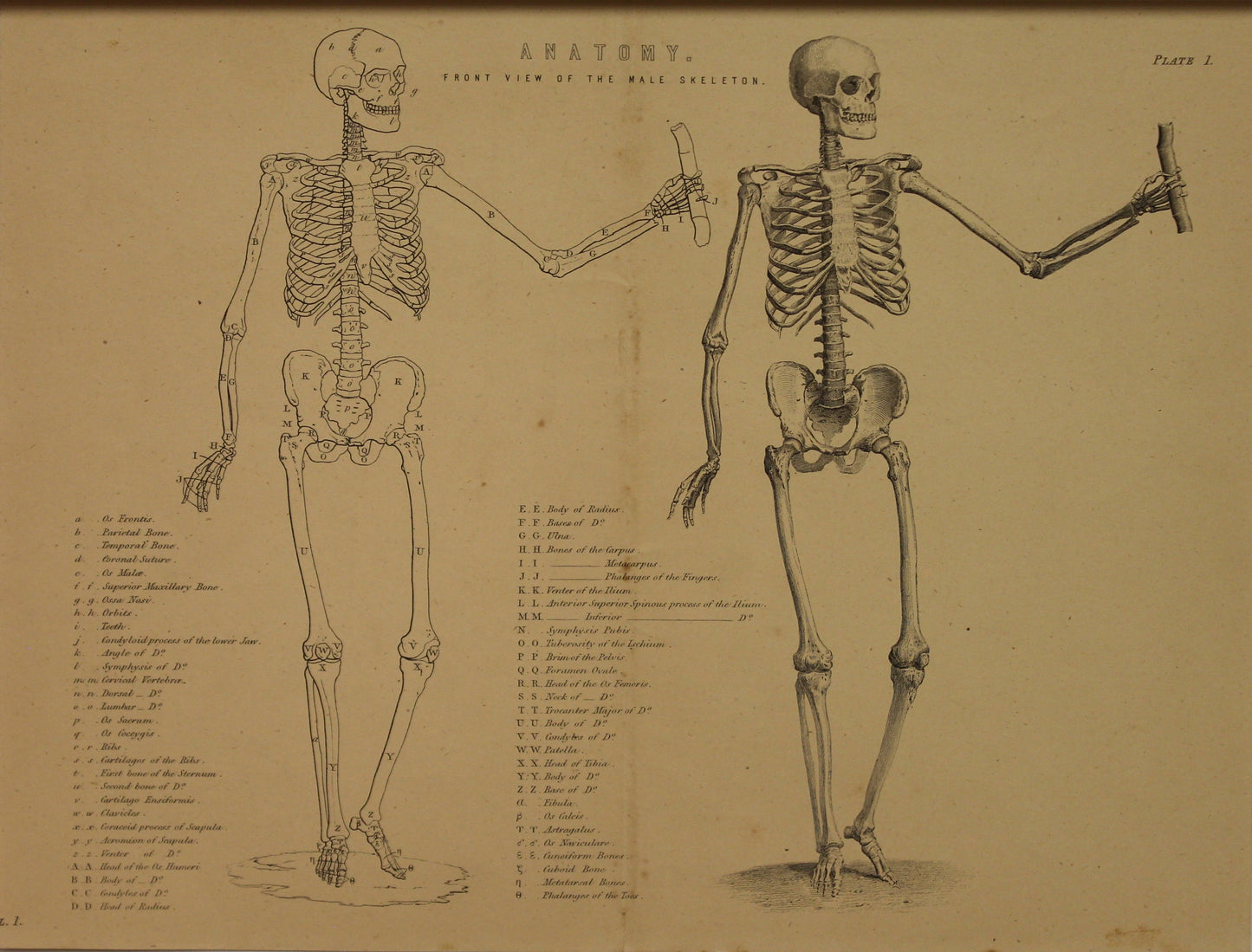 Professions, Anatomy, Front View of a Male Skeleton, Plate 1, Europe Illustrated, c1842,