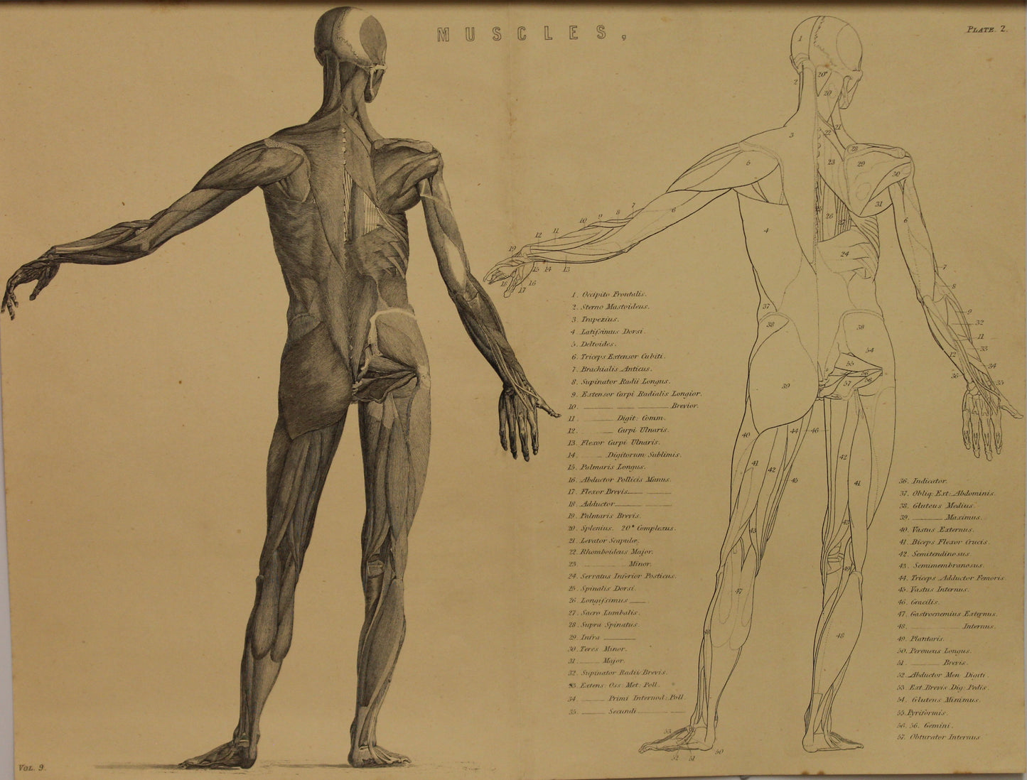 Professions, Anatomy, Muscles, First Layer, Plate 2, Europe Illustrated, c1842,