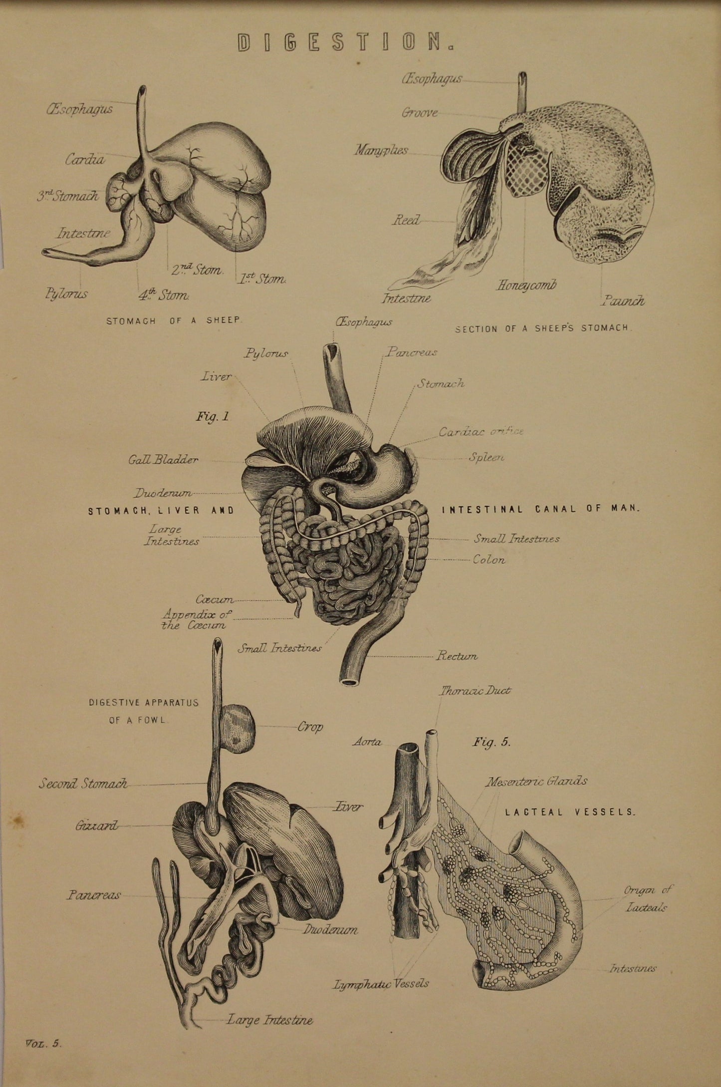 Professions, Anatomy, Digestion, Europe Illustrated, c1842,