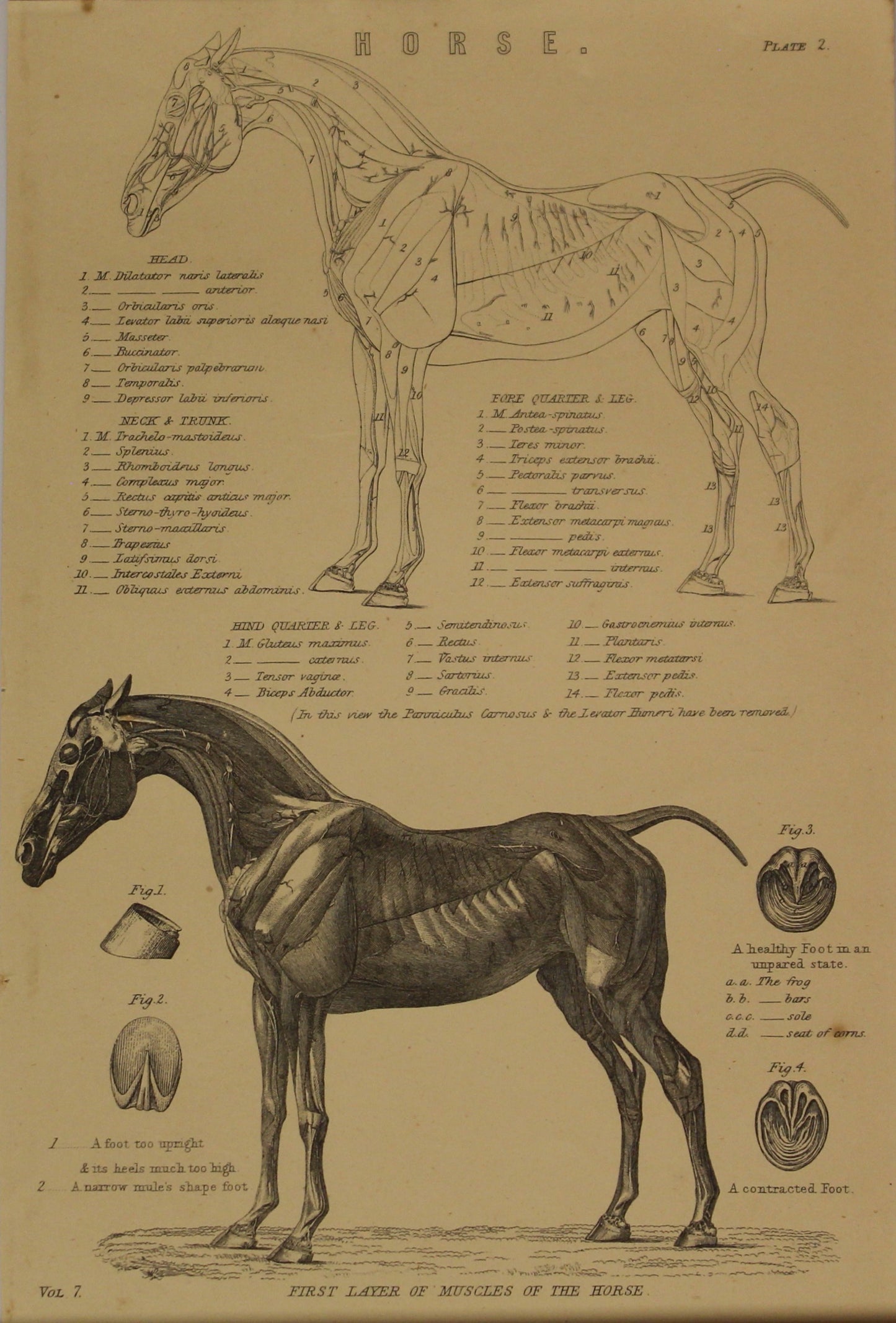 Professions, Anatomy, First Layer of Muscles of a Horse, Plate 2, Europe Illustrated, c1842,