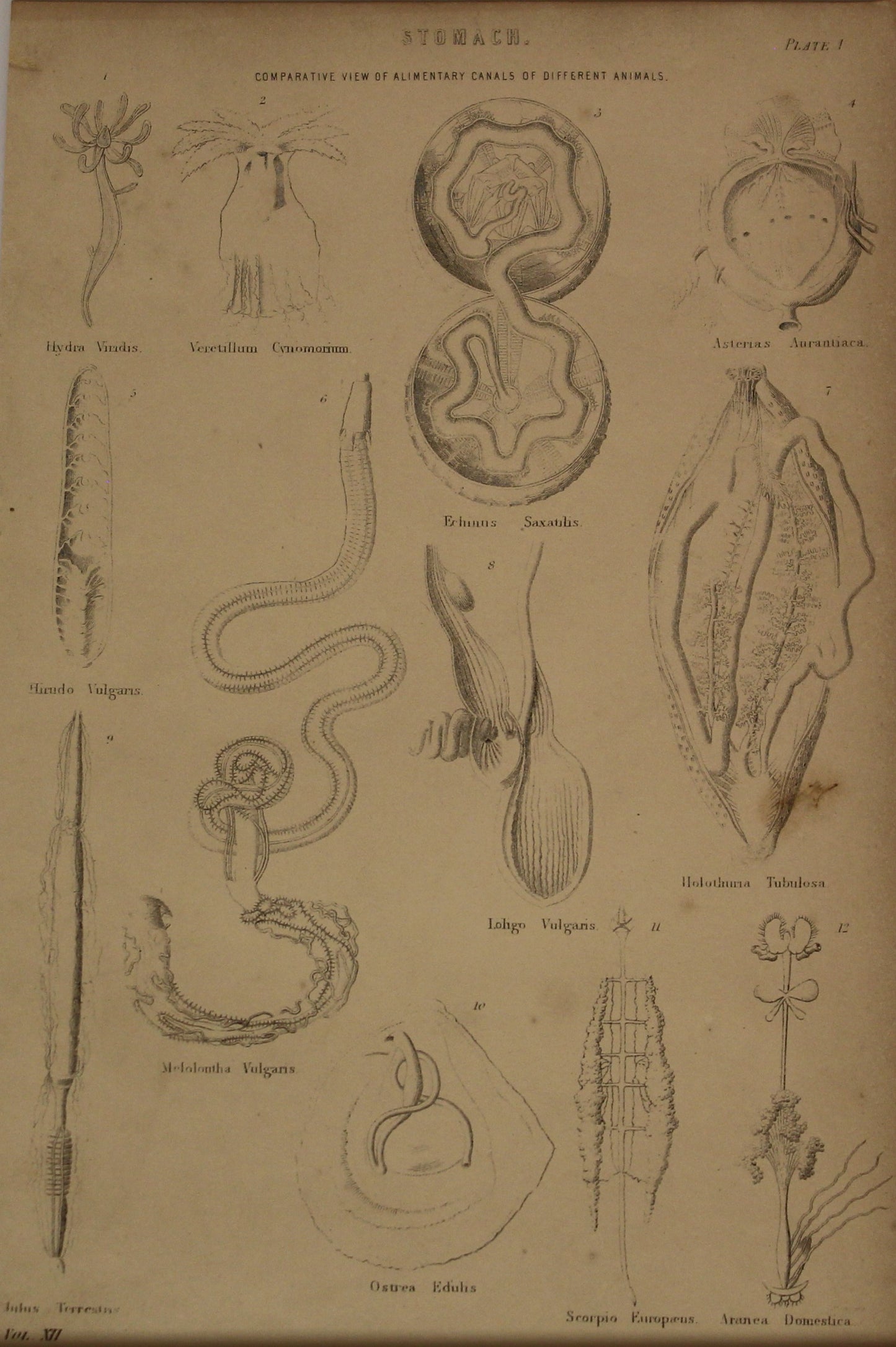 Professions, Anatomy, Stomach, Comparative View, Plate 1, Europe Illustrated, c1842,