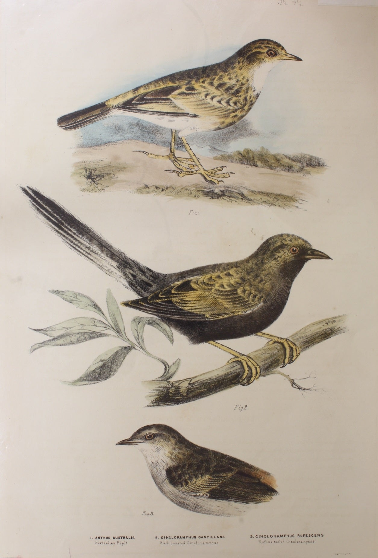 Bird, Diggles, Silvester, Set of Three Birds, Published in Brisbane