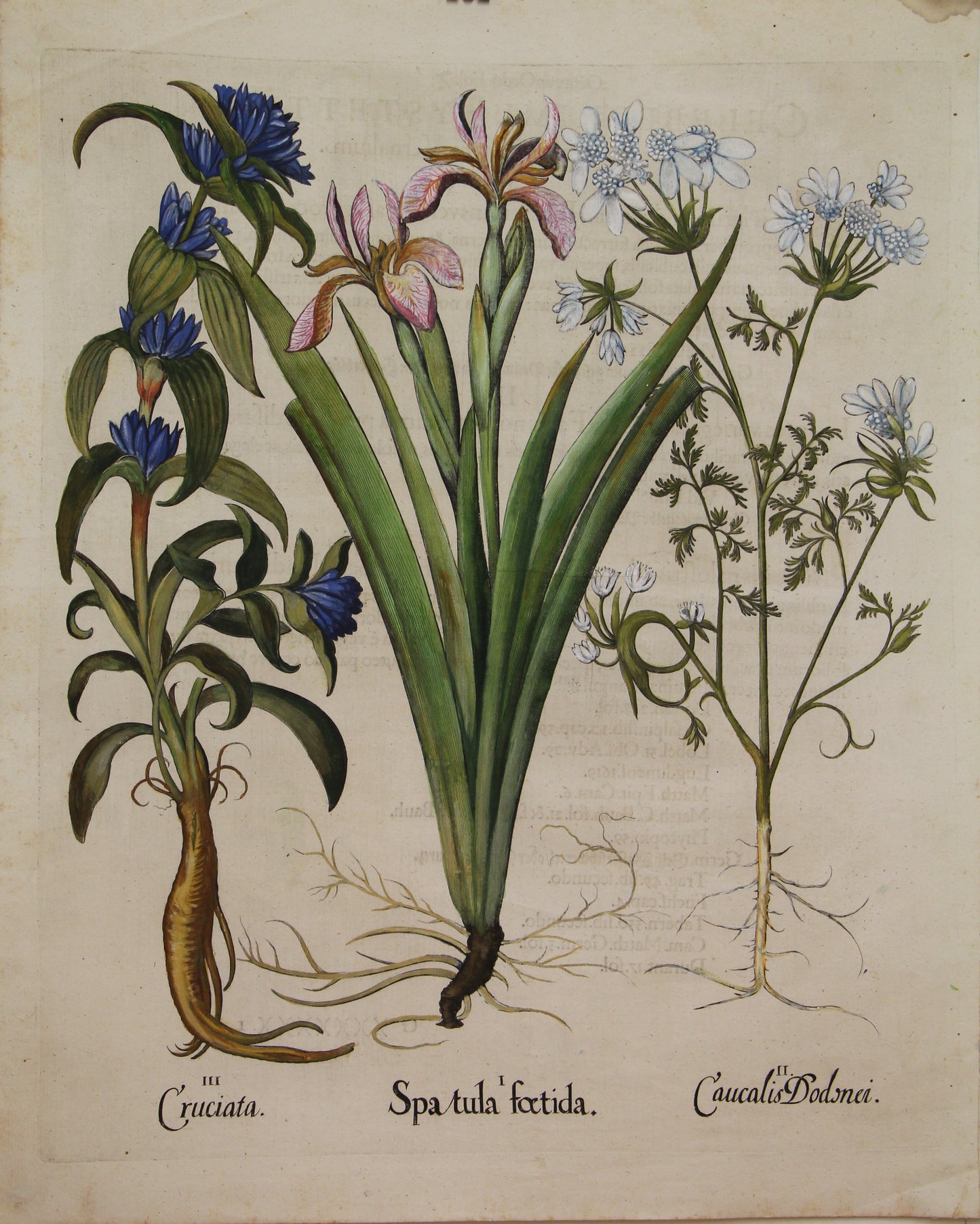 Botanicals, Besler Basilus, Spatula Foetida, Cruciata and Caucalis Dodenei, c1613