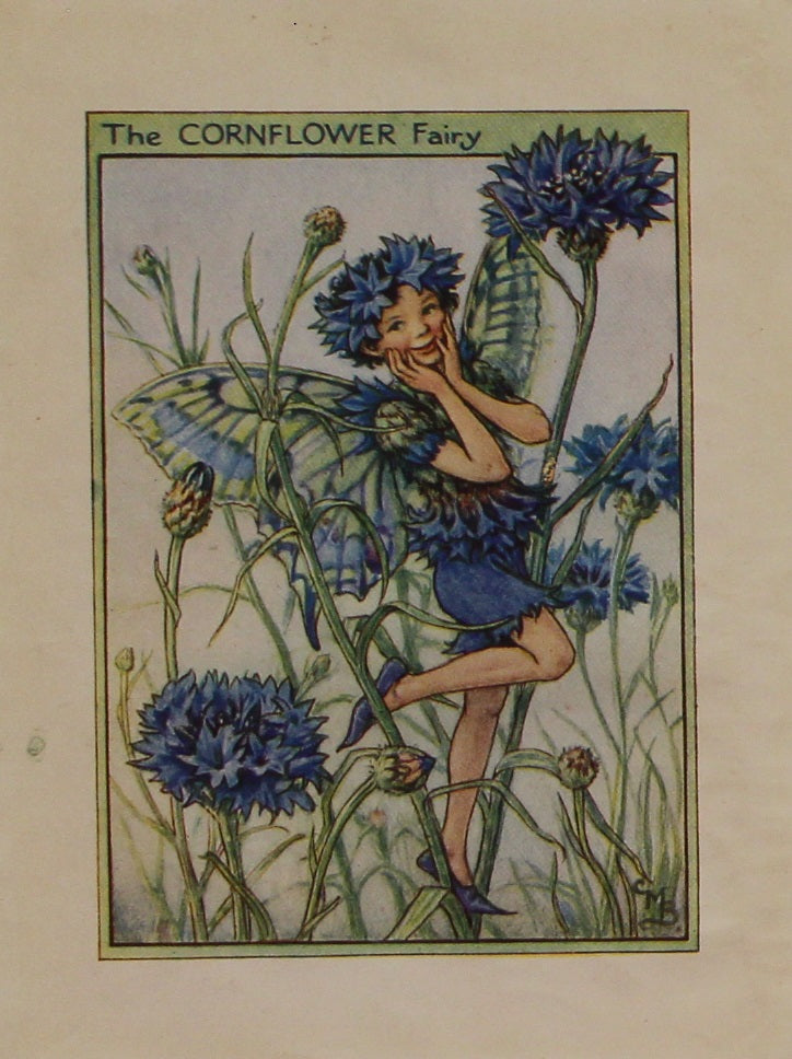 Storytime, The Cornflower Fairy, Barker Cicely Mary, Flower Fairies of the Garden, c1940