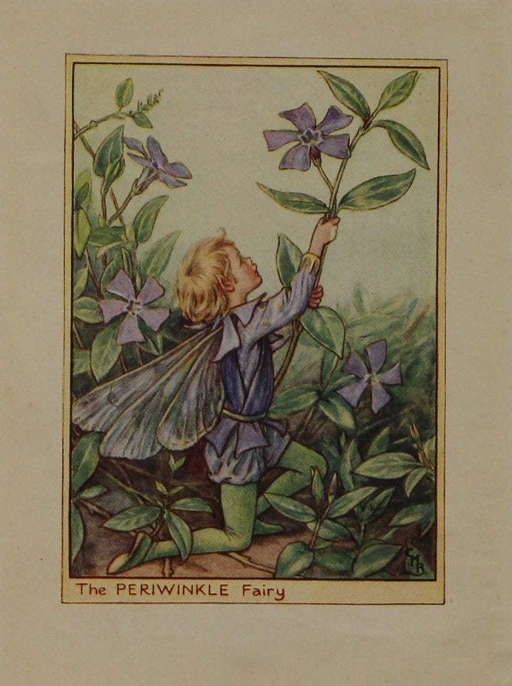 Storytime, The Periwinkle Fairy, Barker Cicely Mary, Flower Fairies of the Garden, c1940