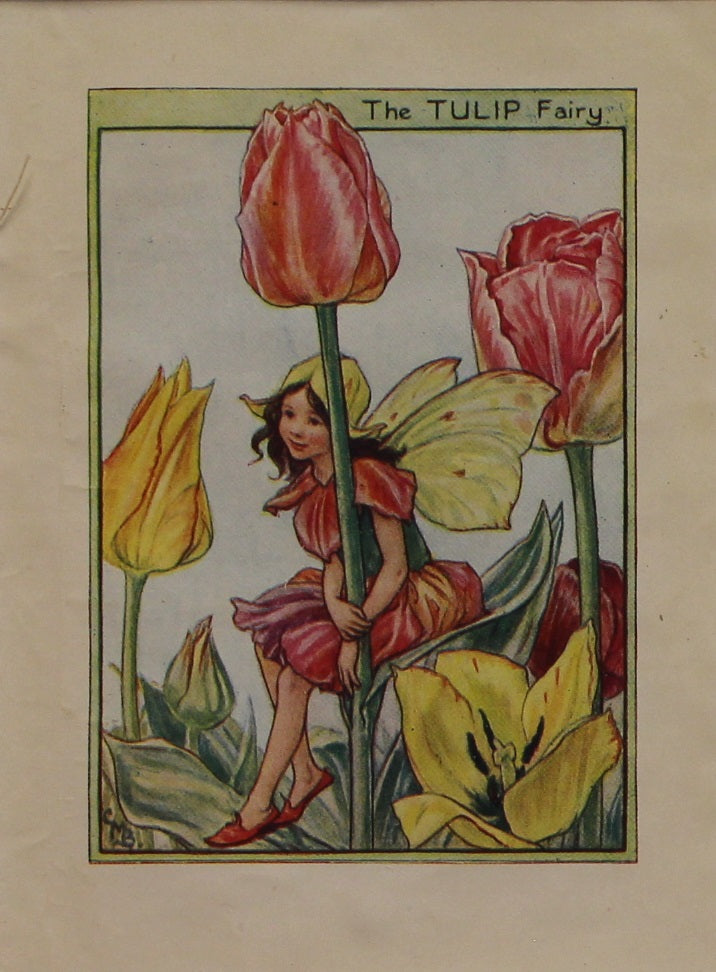 Storytime, The Tulip Fairy, Barker Cicely Mary, Flower Fairies of the Garden, c1940