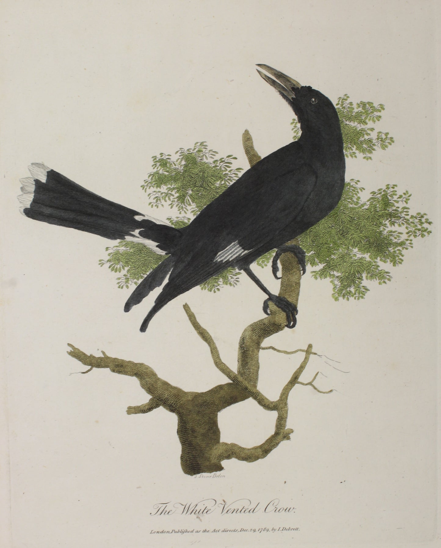 Bird, White, John, The White Vented Crow, Surgeon General First Fleet, c1789