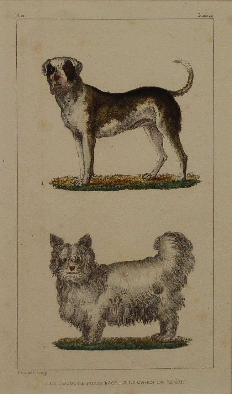 Animals: Dogs, 1. Le Dogue de Forte Race, 2. Le Chien de Siberie, George-Louis Leclerc, Comte de Buffon, c1830