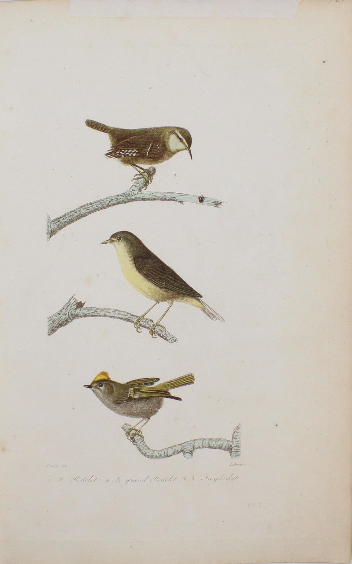 Bird: de Buffon, Birds by George-Louis Leclerc Comte de Buffon, c 1789