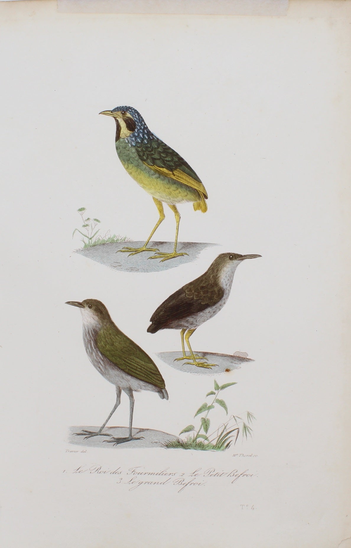 Bird: de Buffon, Birds by George-Louis Leclerc Comte de Buffon, c 1789