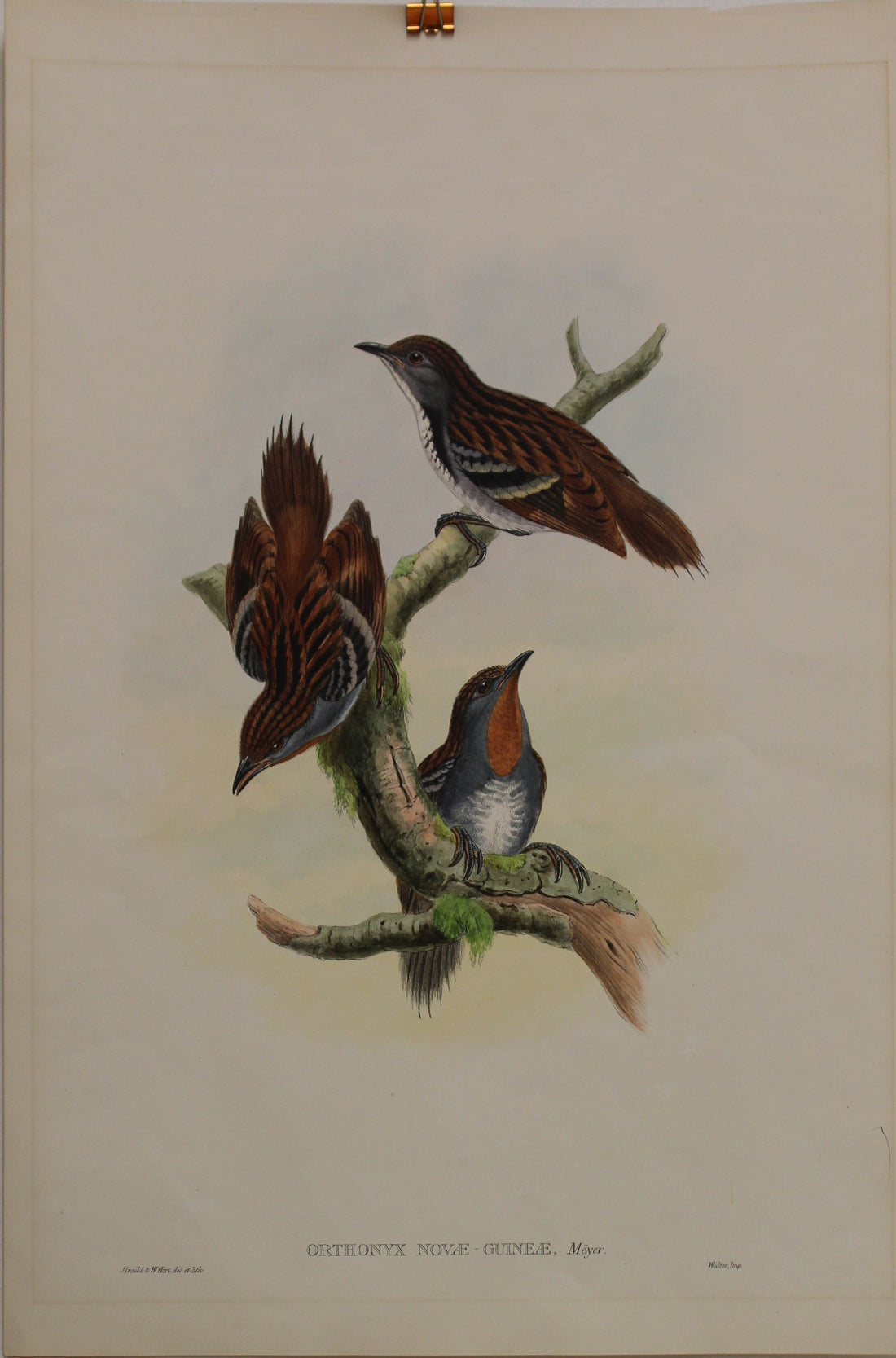 An original John Gould lithograph of Orthonyx Novae Guineae, a North Queensland bird, c1875-1888, from the Antiquarian Print Shop collection.