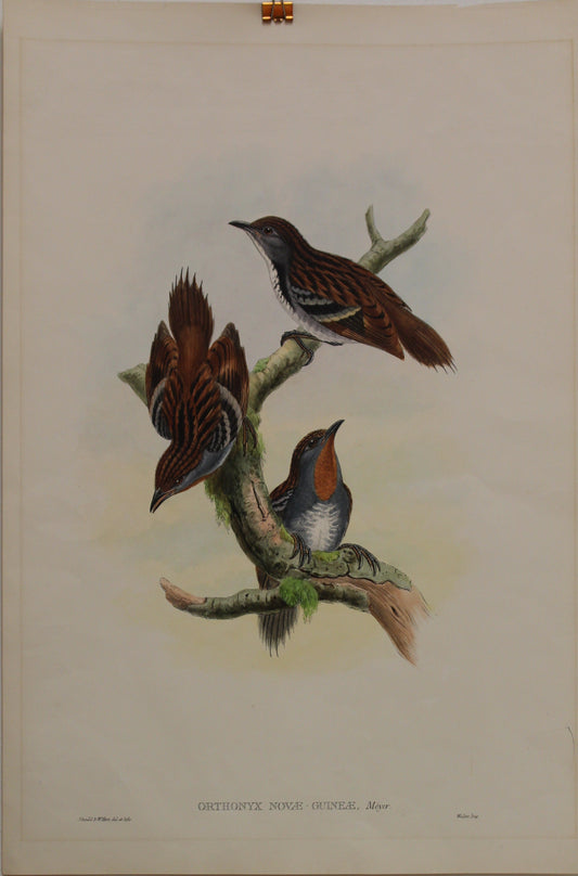 An original John Gould lithograph of Orthonyx Novae Guineae, a North Queensland bird, c1875-1888, from the Antiquarian Print Shop collection.