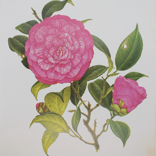 ANTIQUE PRINTS MAKE A PERFECT VALENTINE'S DAY GIFT
