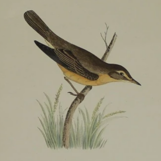 BIOGRAPHY OF REVEREND FRANCIS ORPEN MORRIS