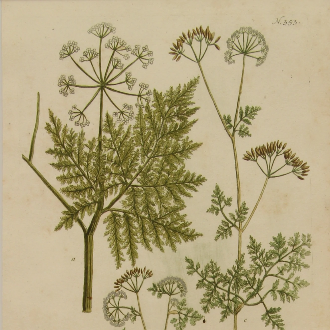 Biography of Johann Wilhelm Weinmann Antiquarian Print Shop