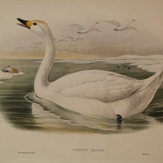 THE WOMAN BEHIND JOHN GOULD'S FAME