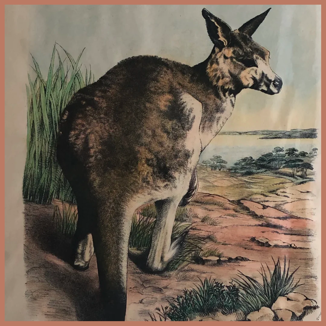 Australian Animals Collection