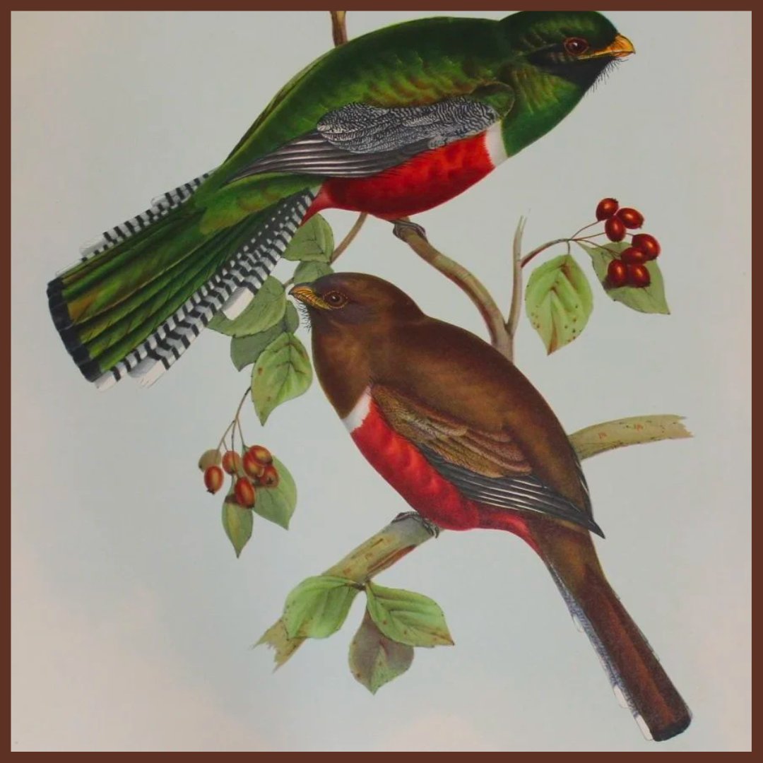 John Gould Birds Collection