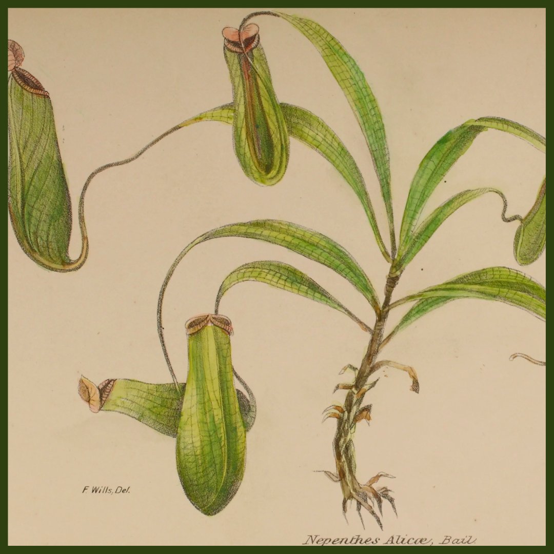 Botanicals: Frederick Manson Bailey Collection