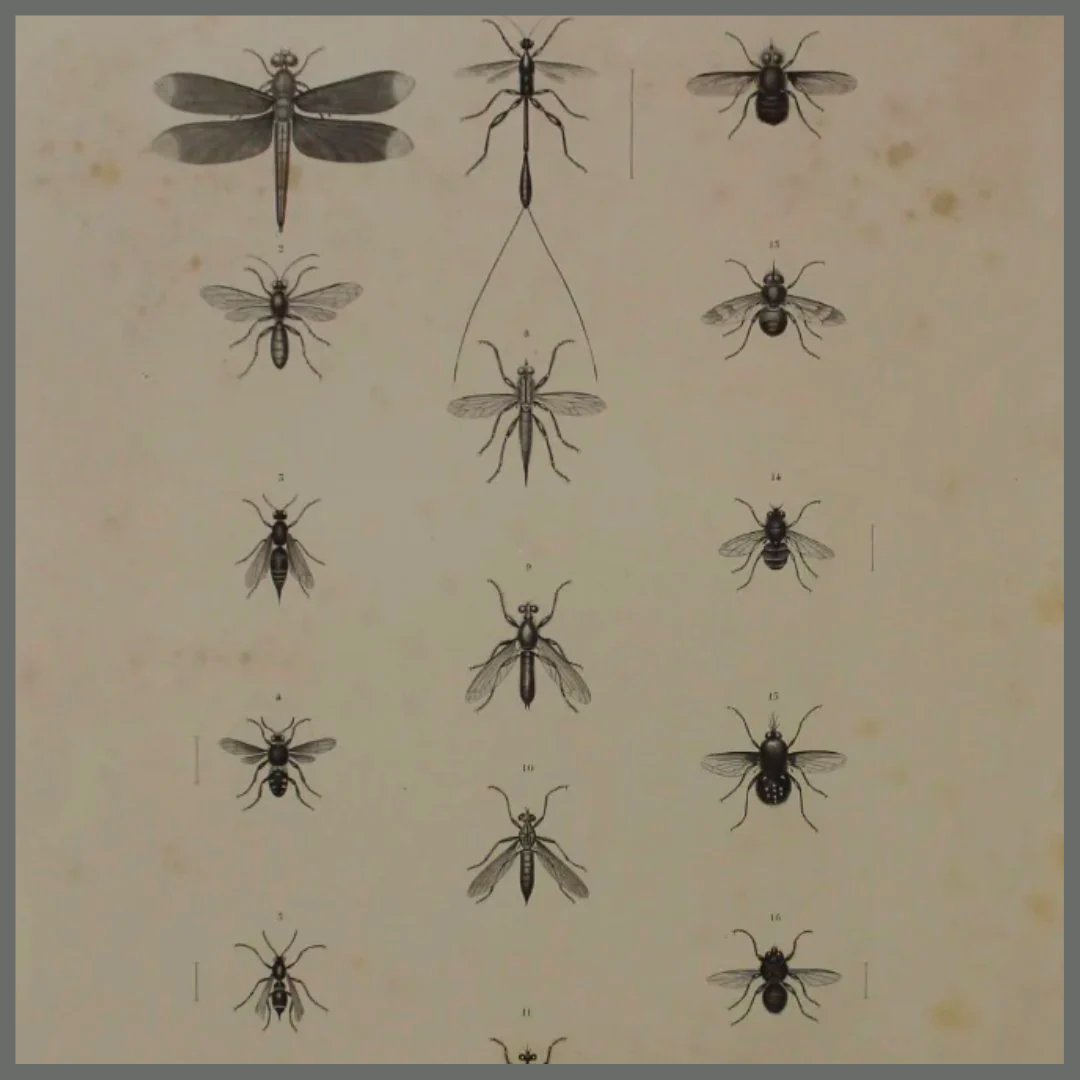 Insects Collection