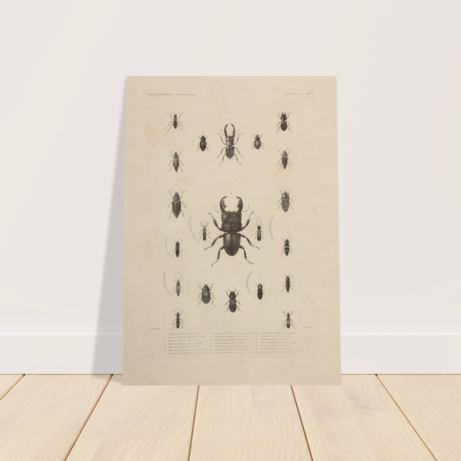 Custom Insect Prints