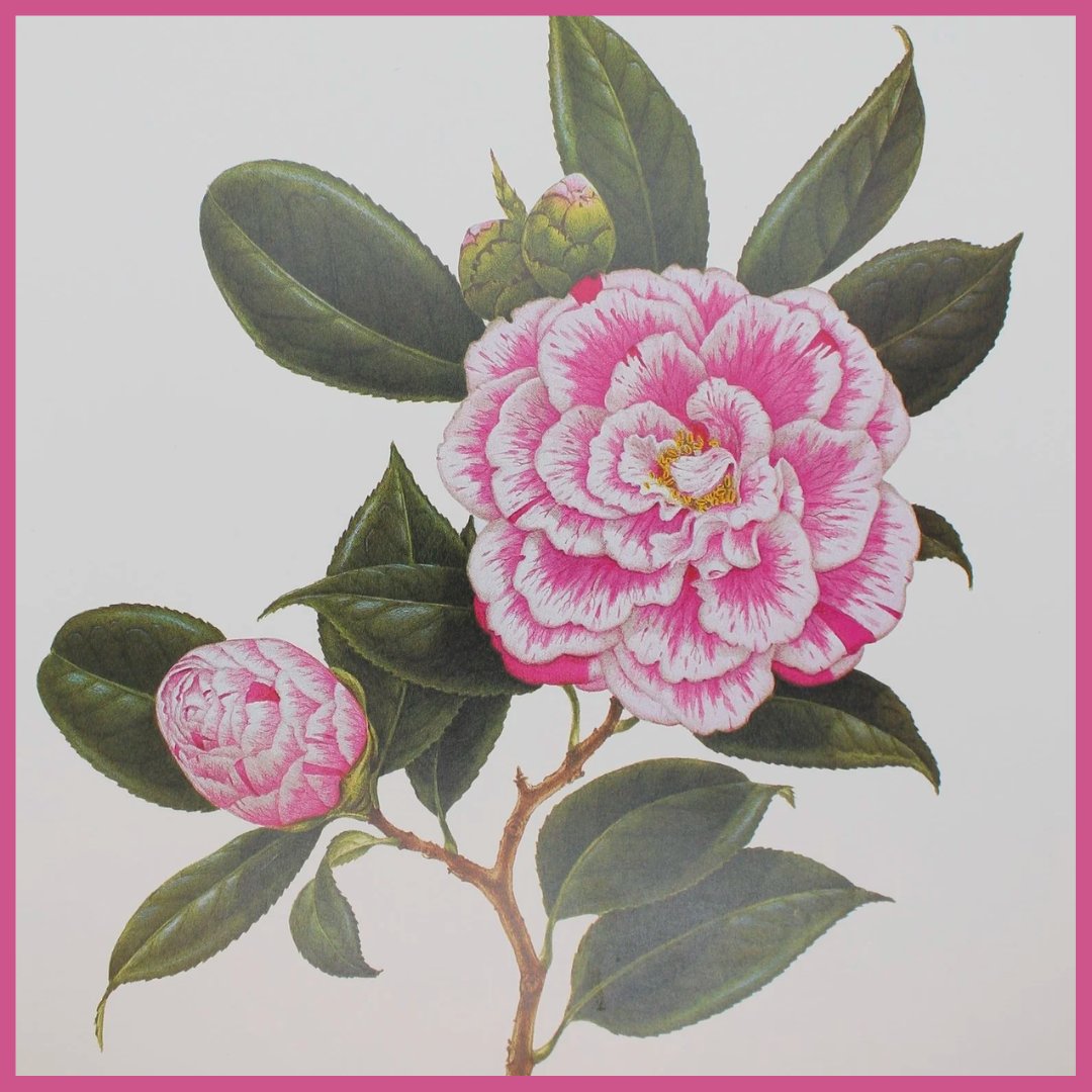 Peter Longhurst Botanical Prints | Antiquarian Print Shop