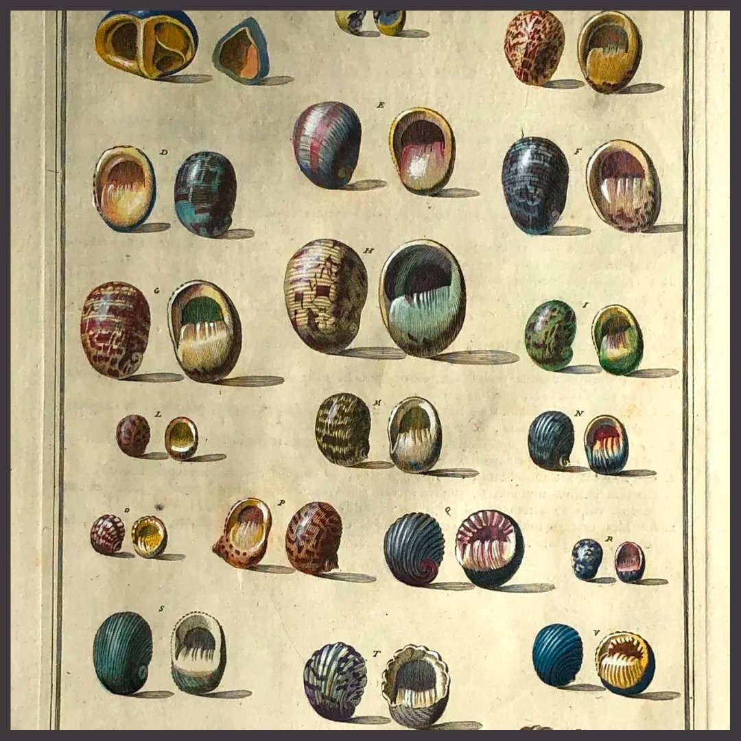 Seashells Collection