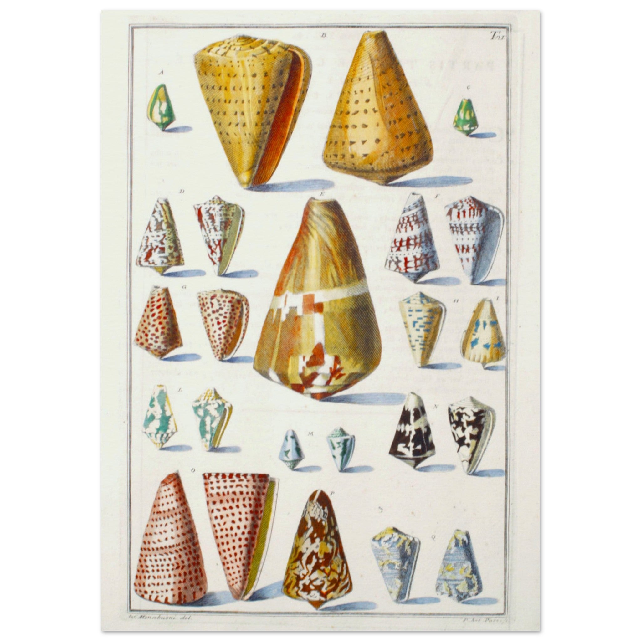 Cone Shell Pattern Names Alphabet Cone Shells by Gualtieri | Custom Prints