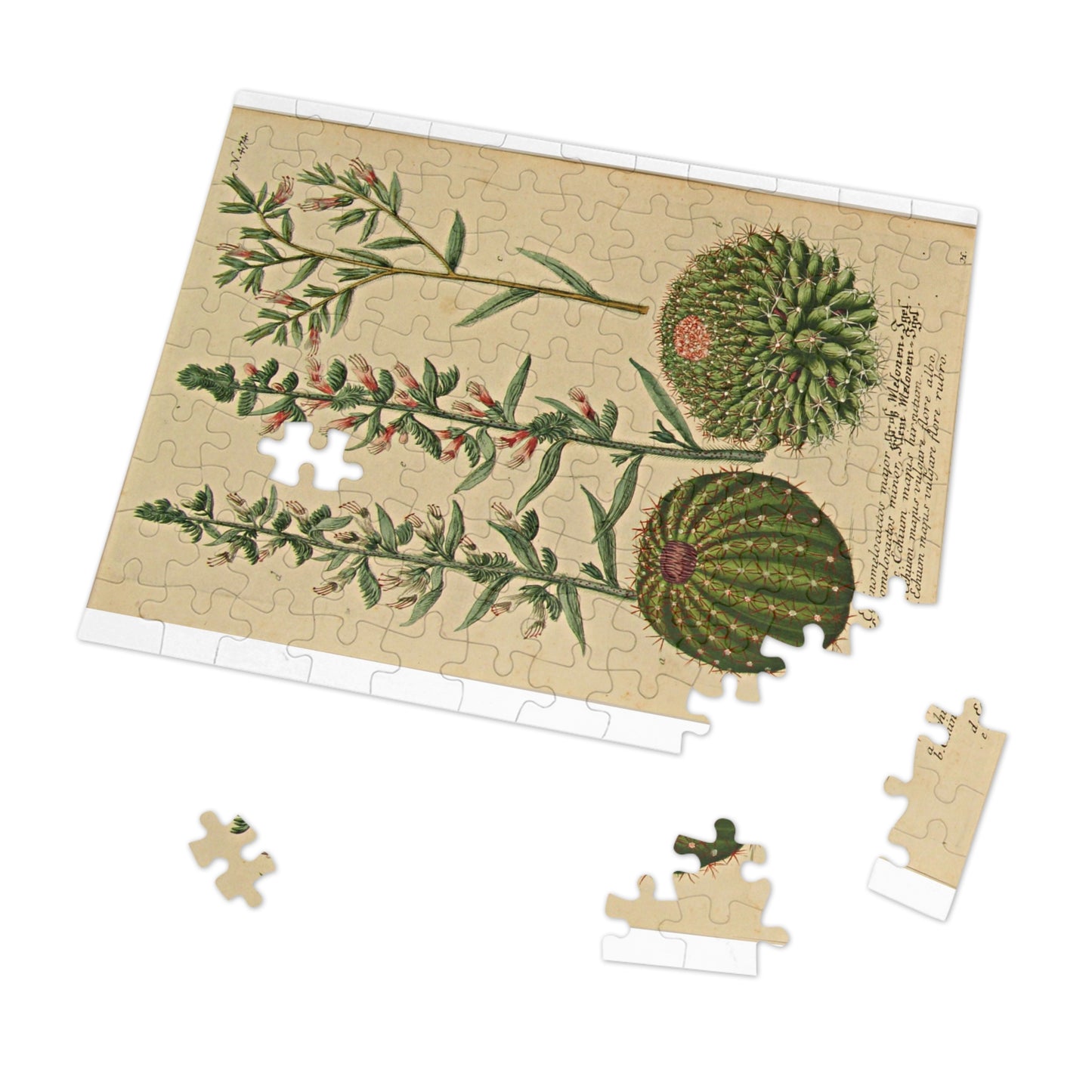 Jigsaw Puzzle Catus by Besler  (252, 500, 1000-Piece)