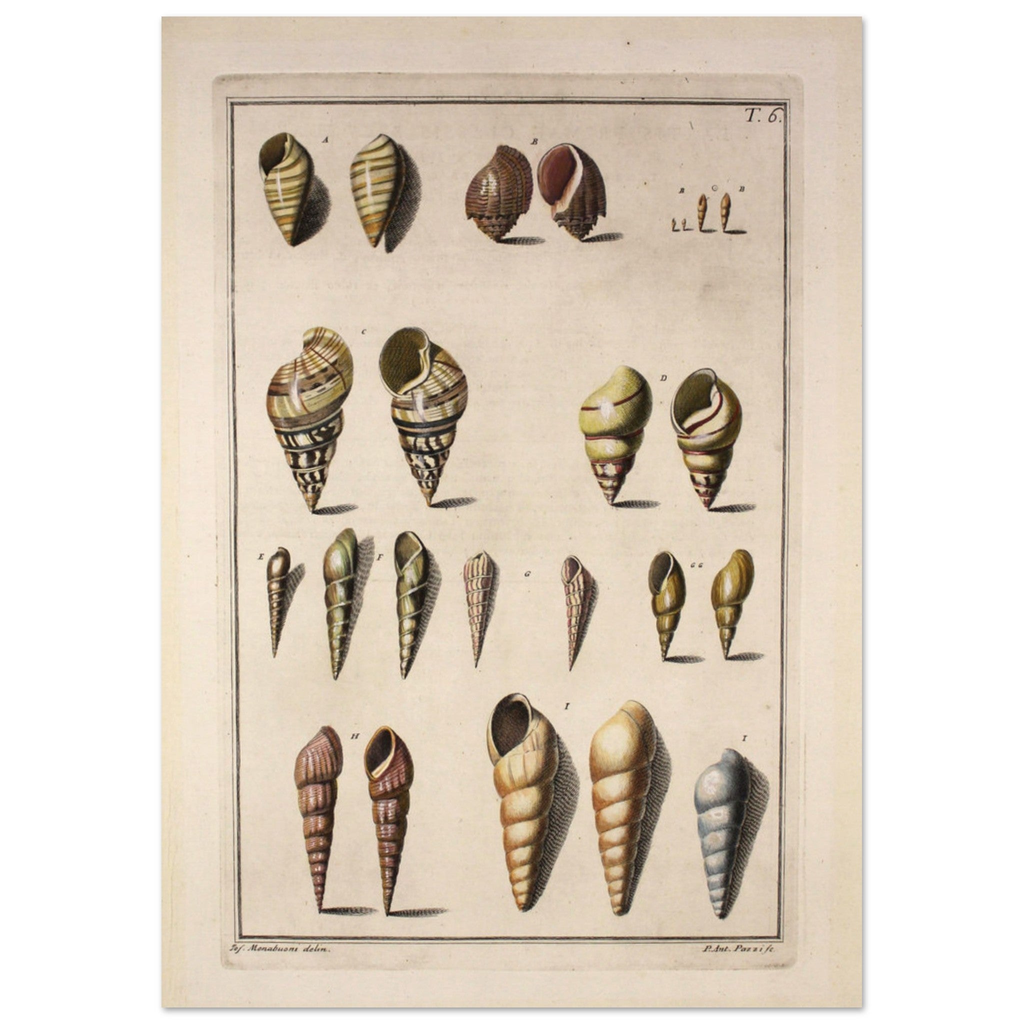 Cone Shell Pattern Shells - Alphabet Cone Shells T6