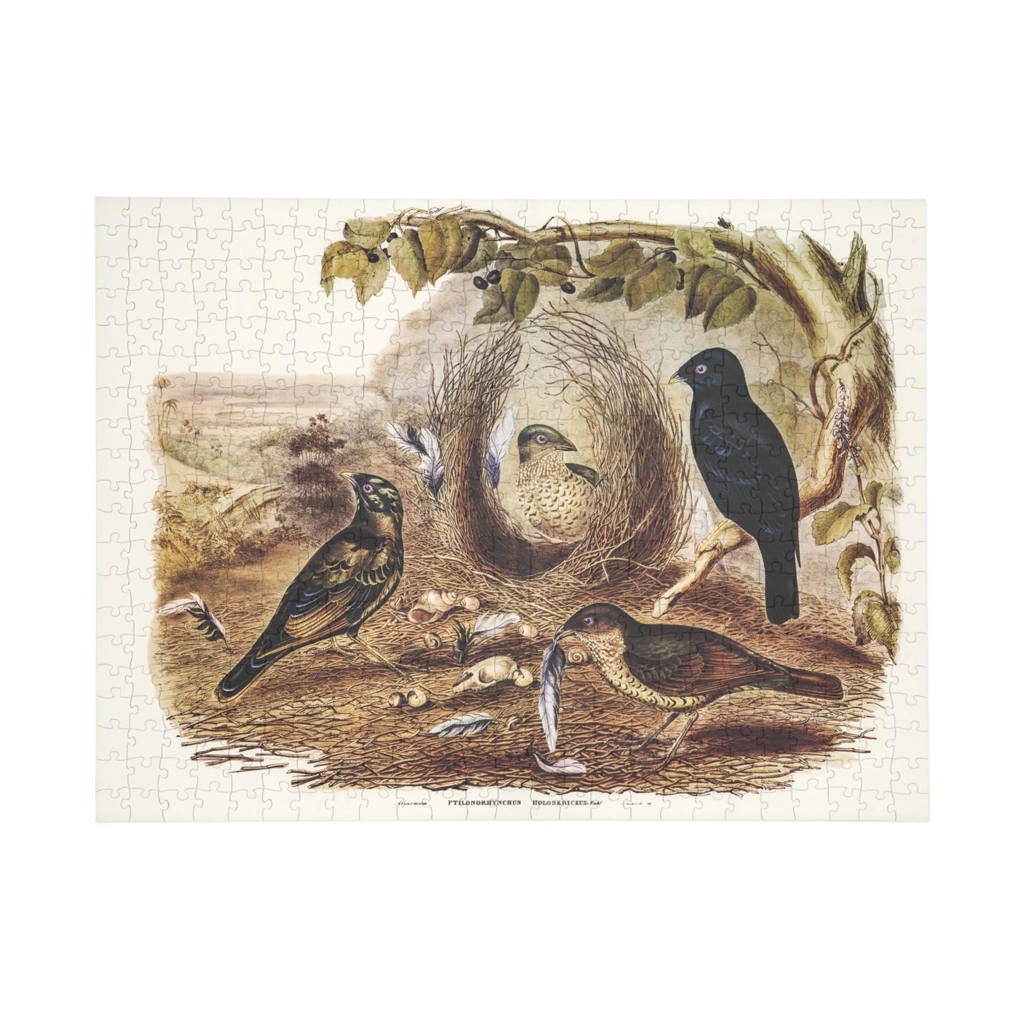 John Gould Australian Birds Jigsaw Puzzle - 252, 500 Piece