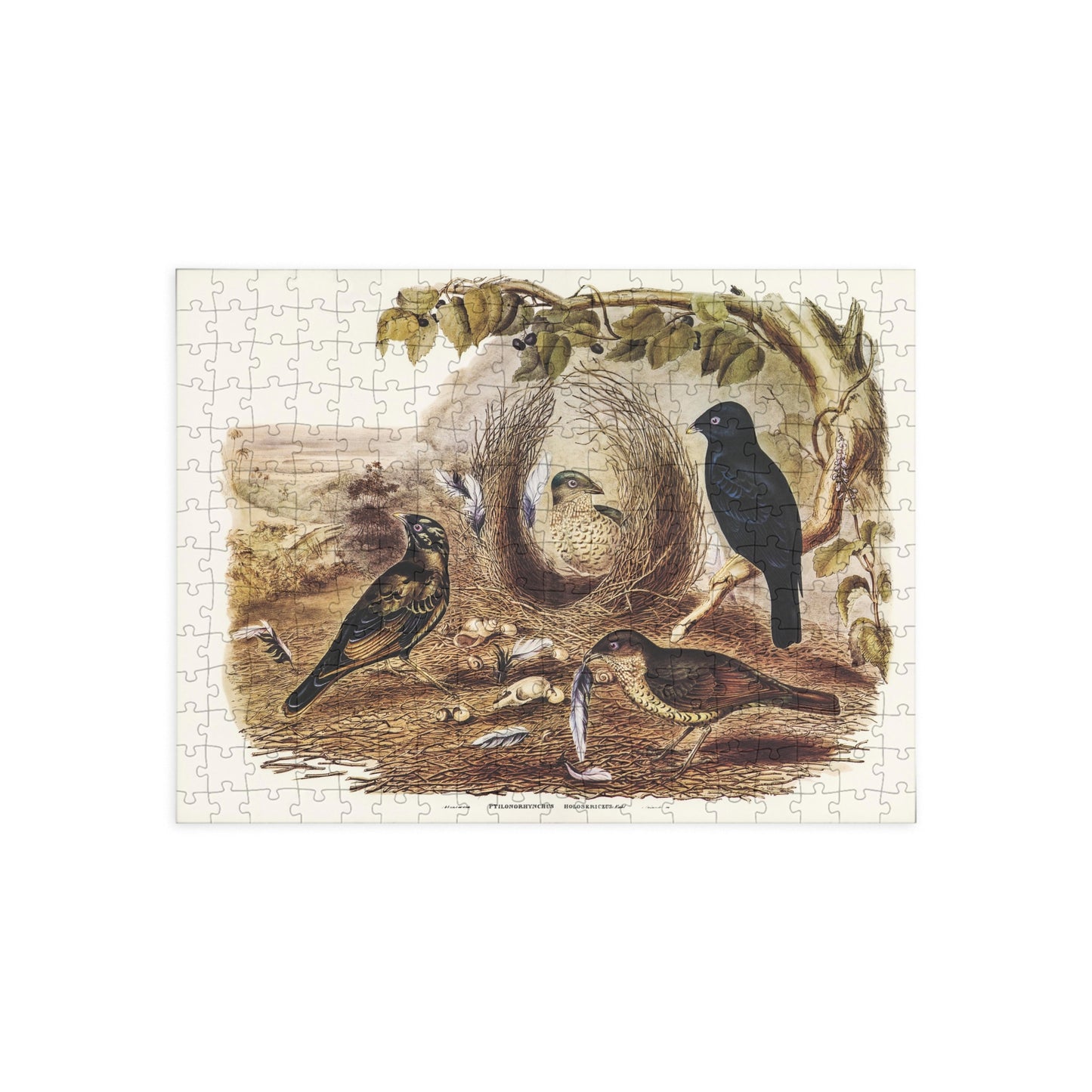 John Gould Australian Birds Jigsaw Puzzle - 252, 500 Piece