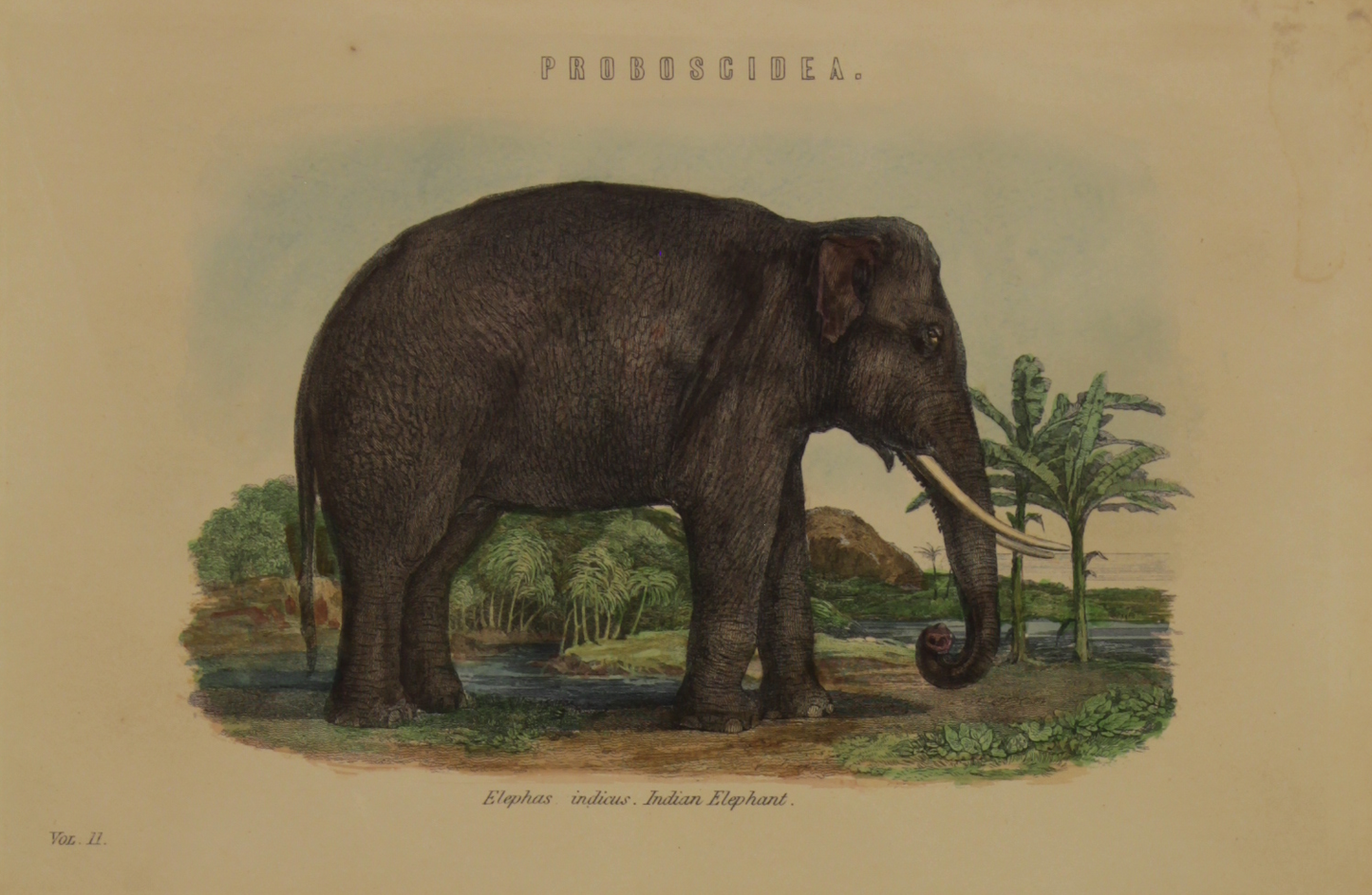 Animals, Indian Elephant, Proboscidea, The London Printing and Publishing Company, Vol 11, c1842