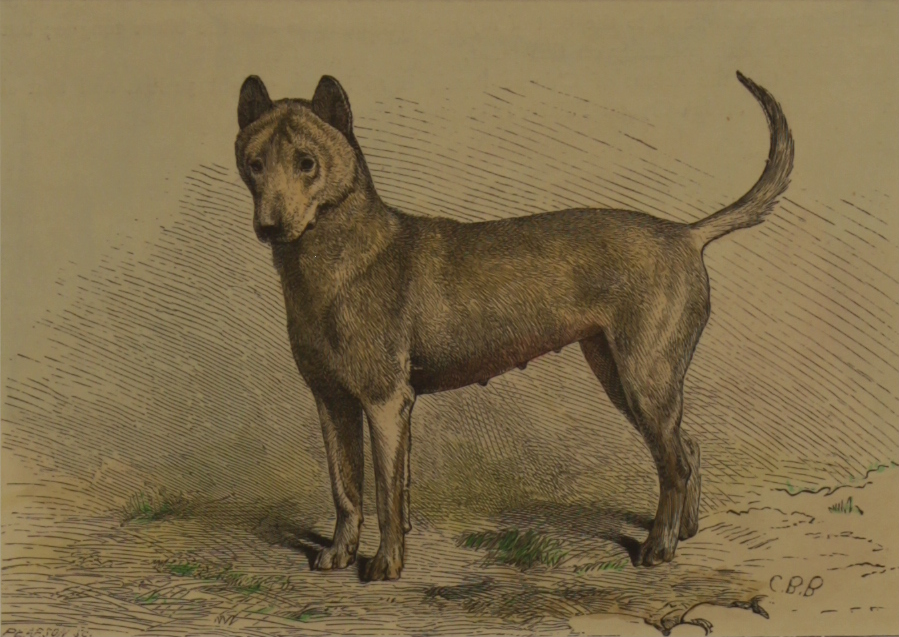 Animals, Dogs, Chinese Puzzle, Vero Shaw, c1890