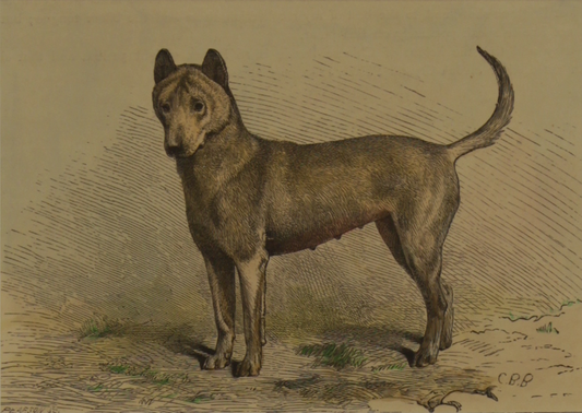 Animals, Dogs, Chinese Puzzle, Vero Shaw, c1890