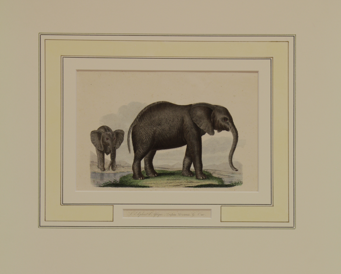 Animals, Elephants, Garnier Brothers, c1850