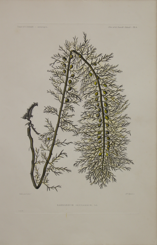 ASTROLABE: Botanical, Seaweed, Sargassum Pennigerum, TATSU J. Paris, Copperplate Engraving 1826-1829: Australia and NZ