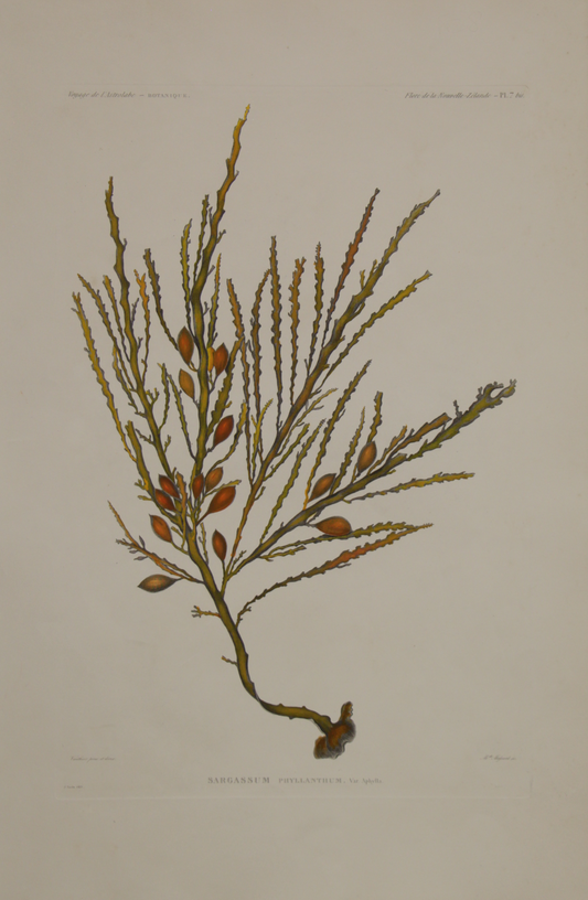 ASTROLABE: Botanical, Seaweed, Sargassum Phyllanthum, TATSU J. Paris, Copperplate Engraving 1826-1829: Australia and NZ