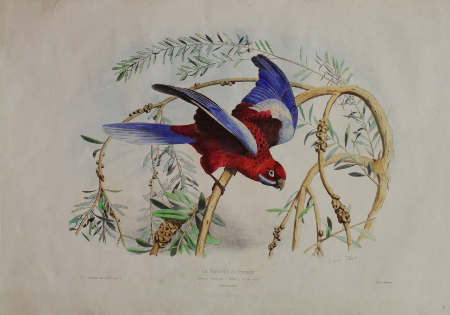 Bird, Parrot, La Perruche de Pennant, Edouard Travies, Lemercier, Metrophideros, Nelle Holland, c1857