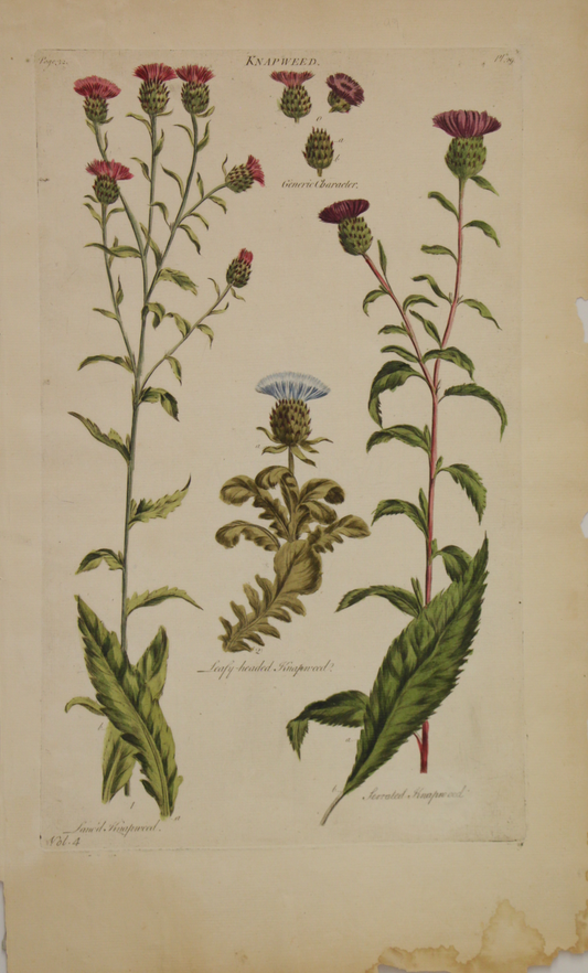 Botanical, Hill, Sir John: Knapweed, The Vegetable System, London: 1770-1775.