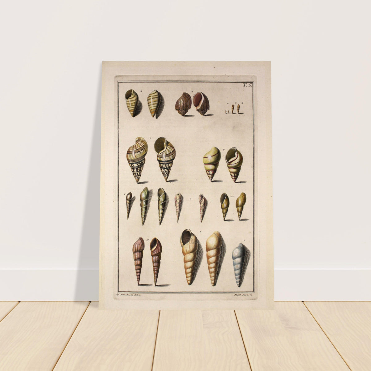 Cone Shell Label Shells - Alphabet Cone Shells T6