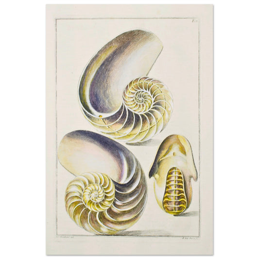 Seashell Prin Custom Seashell Prints