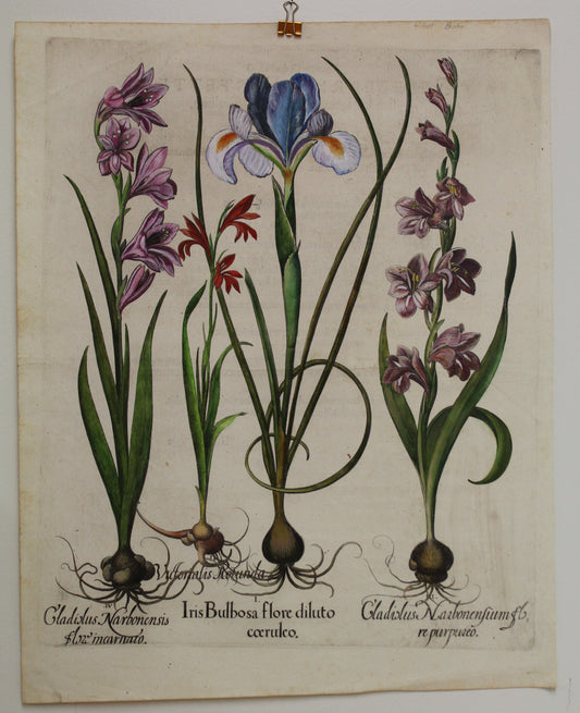 Botanicals, Besler Basilus, Iris Bulbosa Flore and 2 Gladiolus, c1613