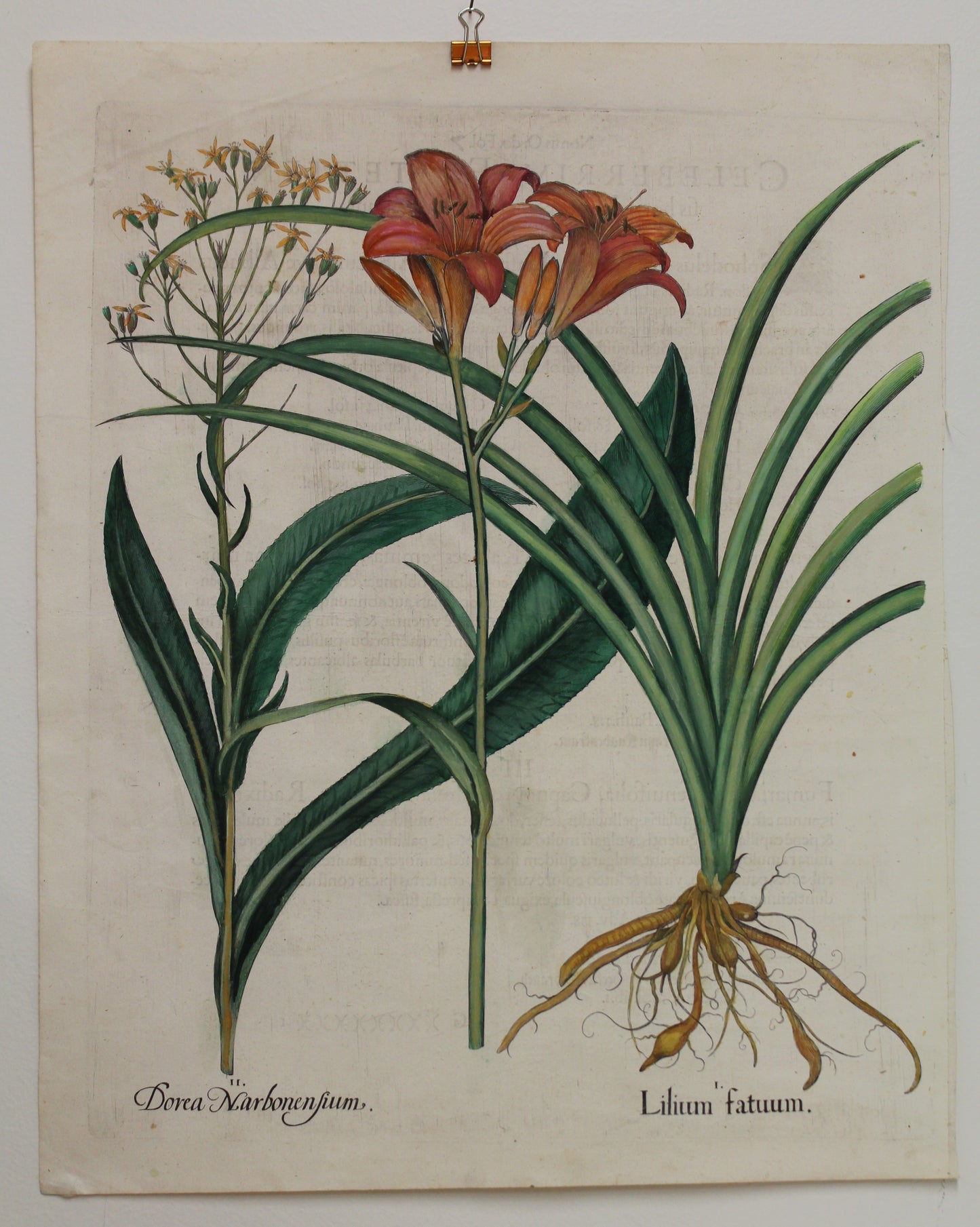 Botanicals, Besler Basilus, Lillium Fatum, Dorea Narbonenfium, c1613