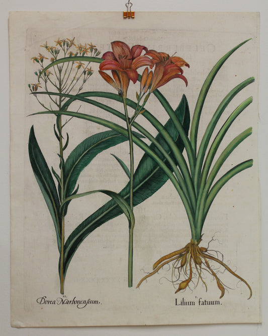 Botanicals, Besler Basilus, Lillium Fatum, Dorea Narbonenfium, c1613