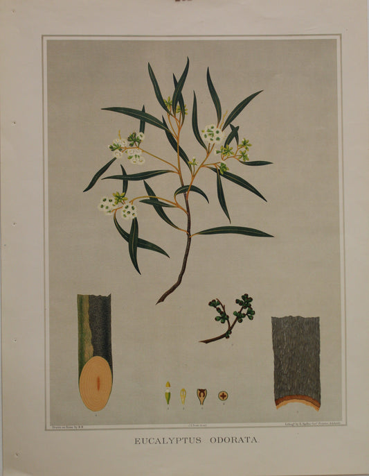 Botanical, Brown John Ednie, Eucalyptus Odorata, Chromolithograph, 1882-1890