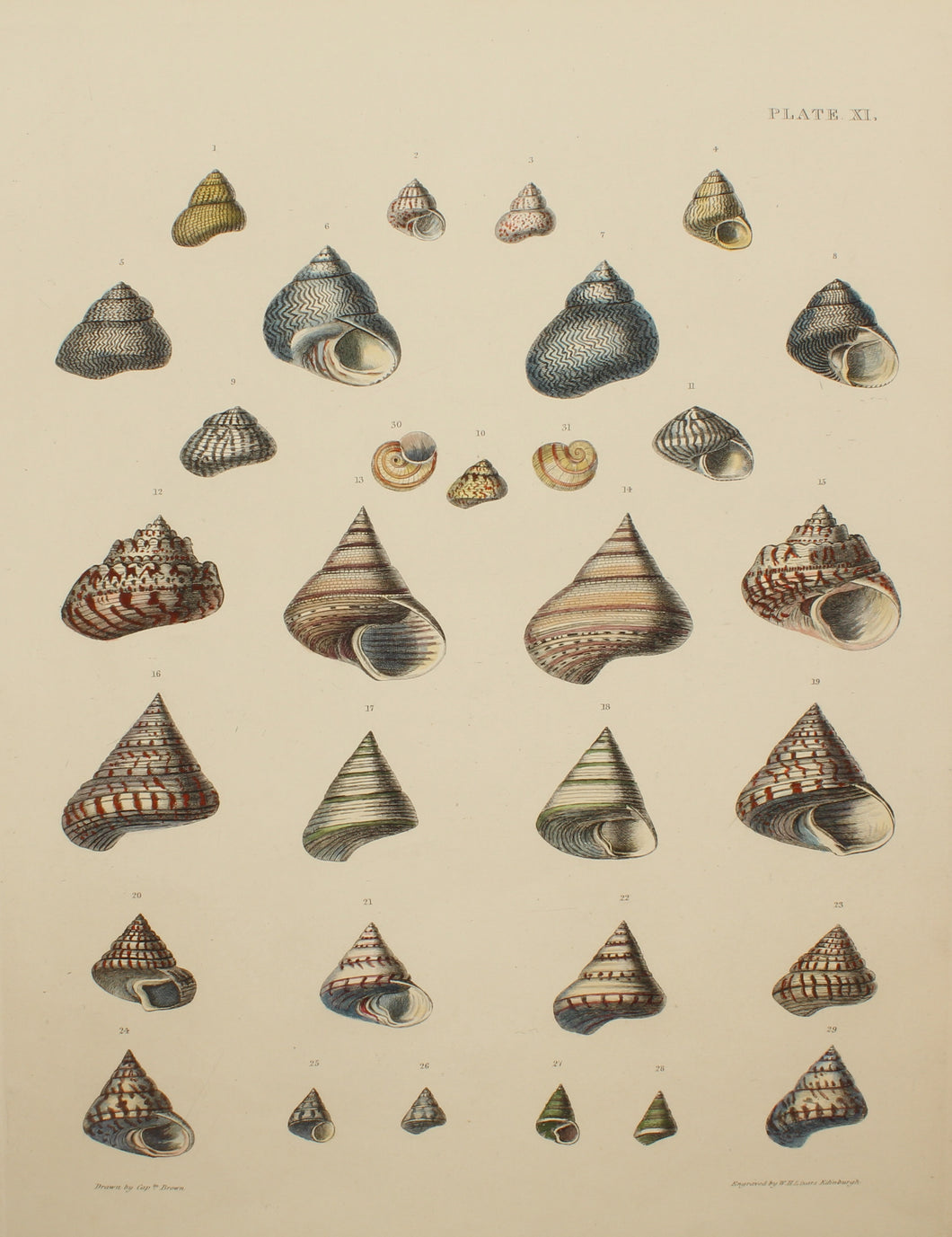 Seashells, Brown Captain Thomas, Shells, Plate XI,  1827